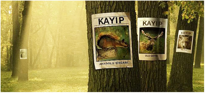 dogal_hayati_korumaya_katki_koyun