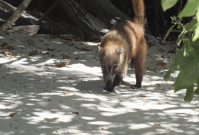 petek ve harun anlatıyor: cancun balayı tavsiyeleri!