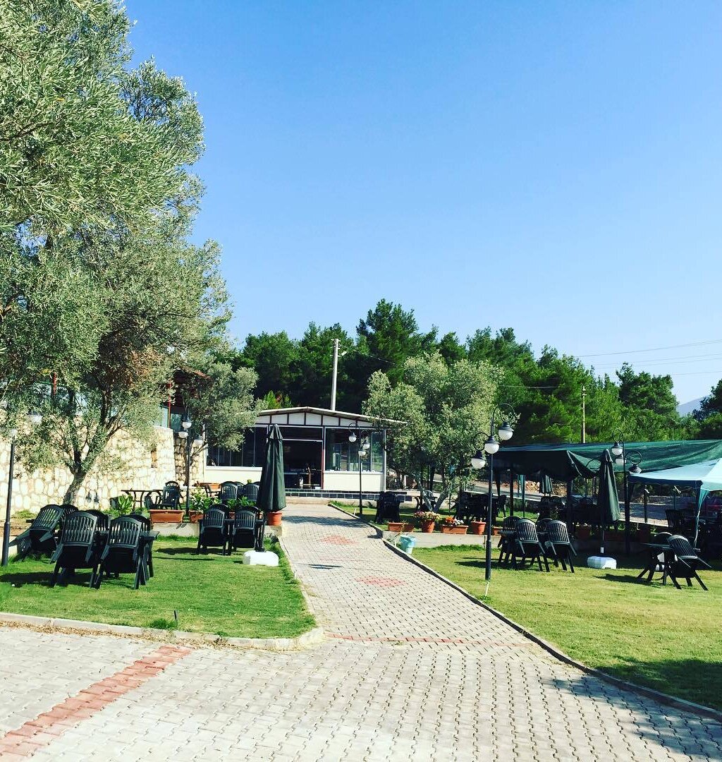 zeytin-dali_rVGV6wTy