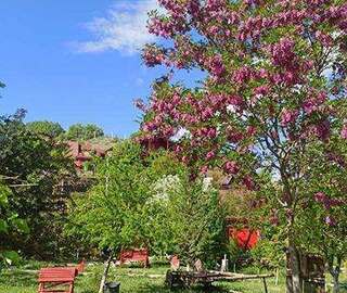 Düş Yolcusu At Çiftliği