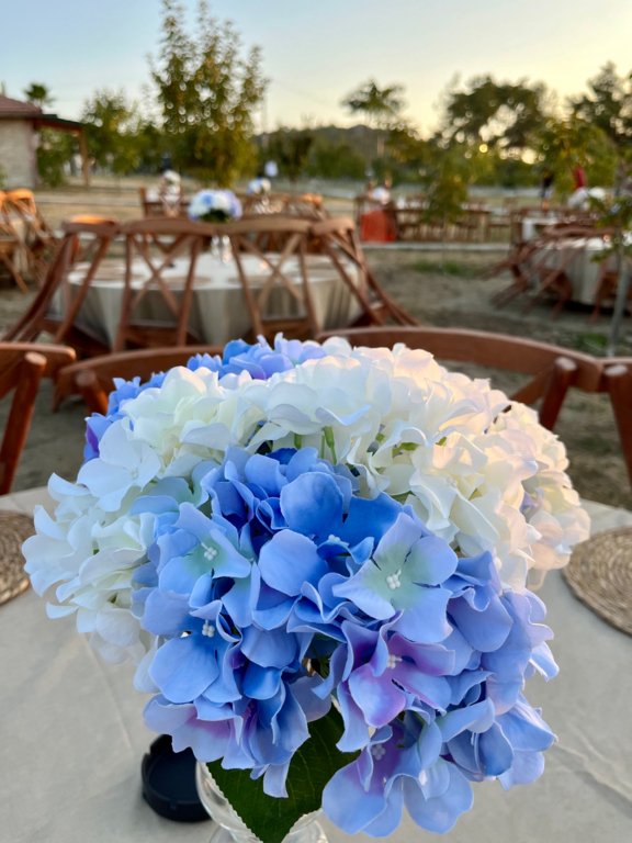 Selluka Concept Organizasyon