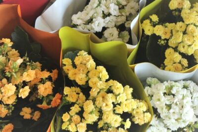 Hanımeli Çiçekçilik