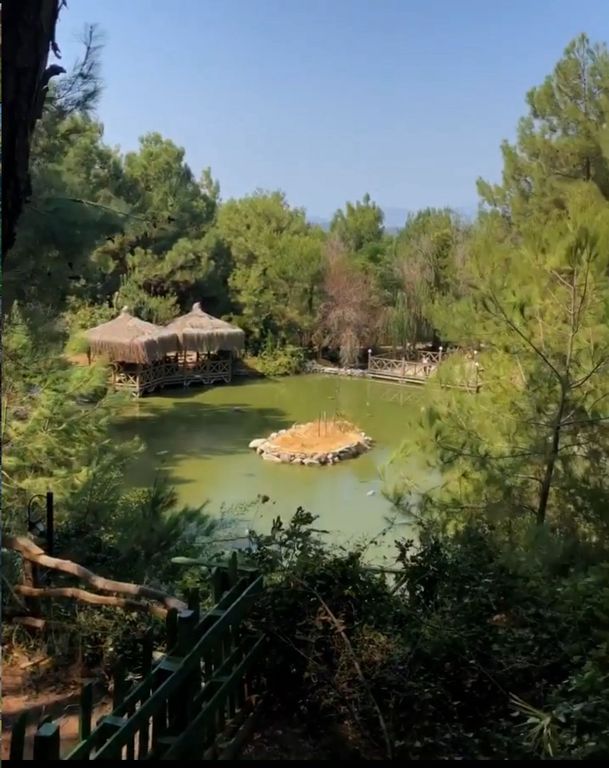 Pinya Urla
