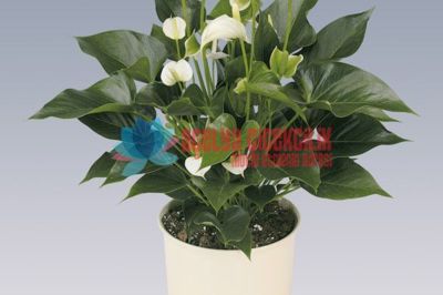 Açelya Çiçekçilik