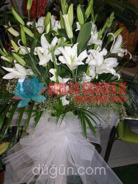 Açelya Çiçekçilik