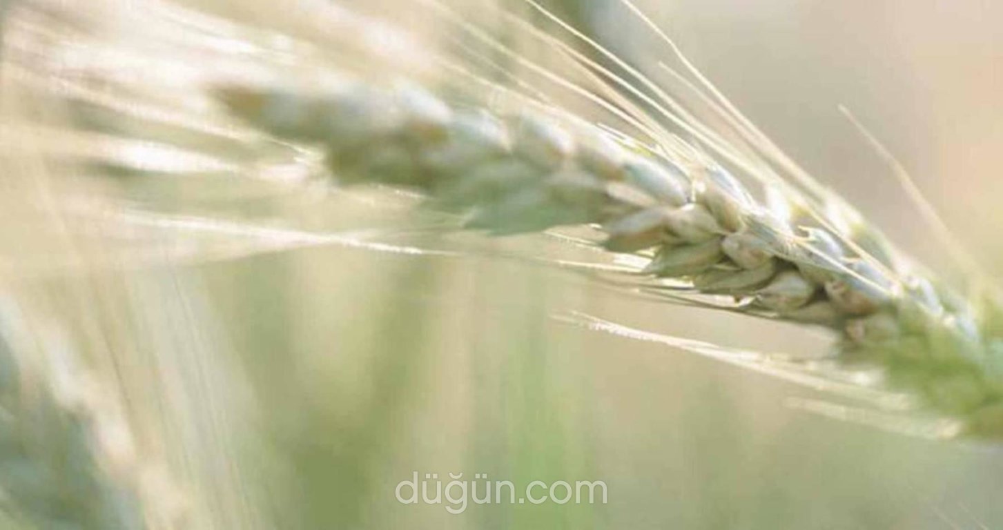 Ayşe Gül Erler Catering