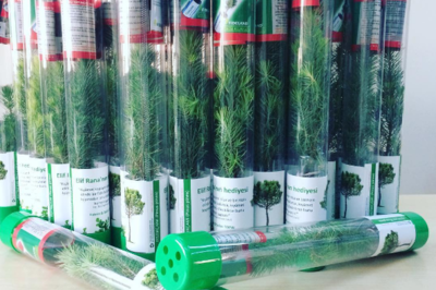 Fideland Nikah Fidanları