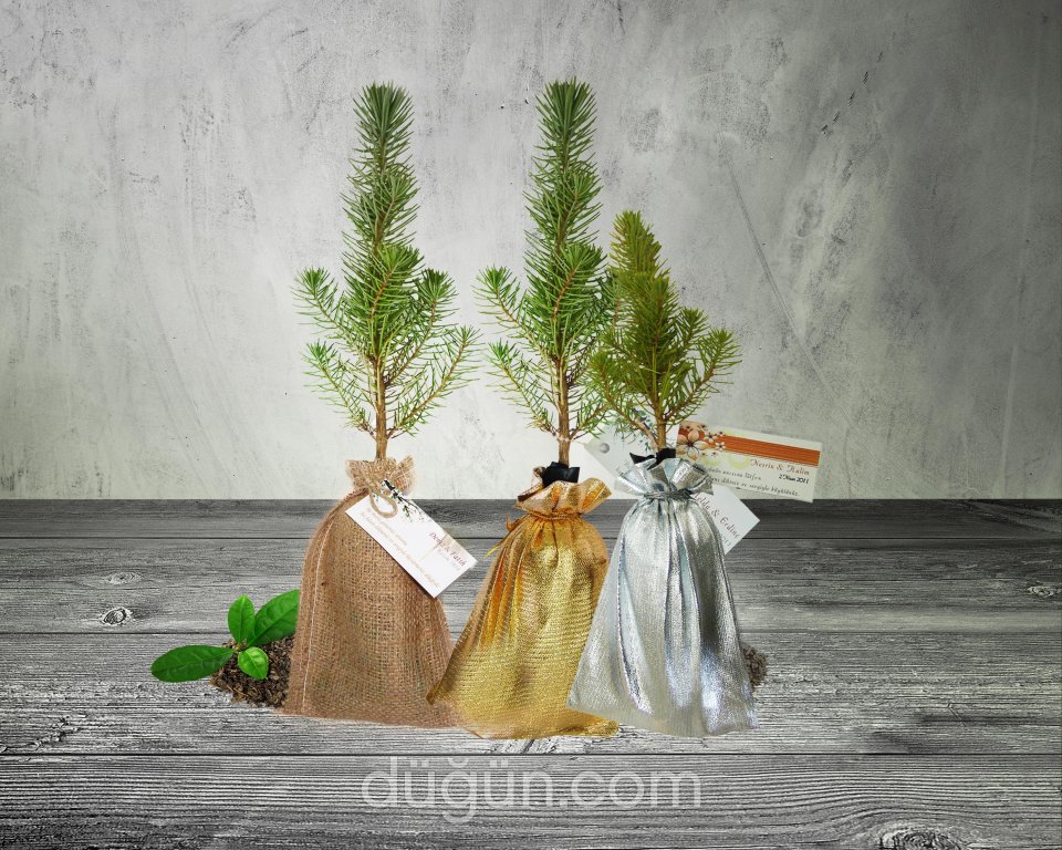 Fideland Nikah Fidanları