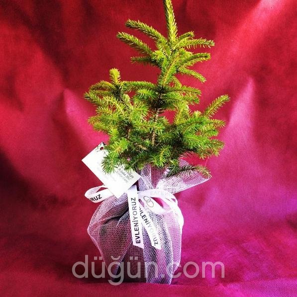 Fideland Nikah Fidanları