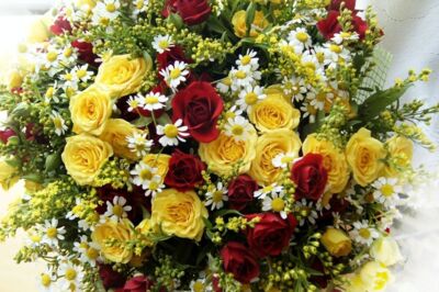 kaktus cicek magazasi