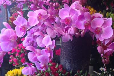 Şakayık Çiçek Evi