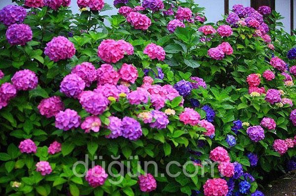 Songül Çiçekçilik