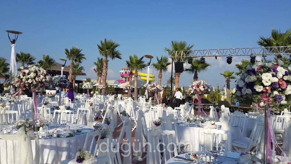 Festival Çiçekçilik