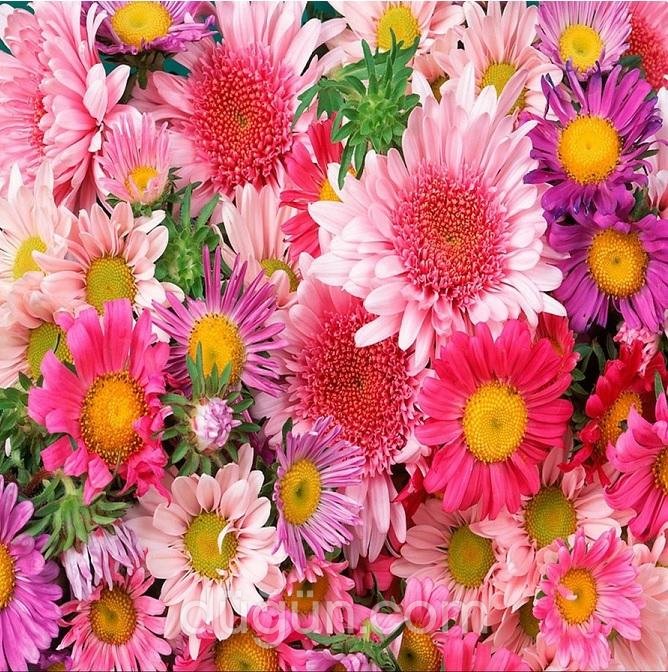 Dünya Çiçekçilik