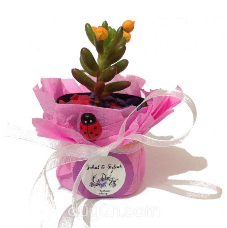 Pusette Organizasyon