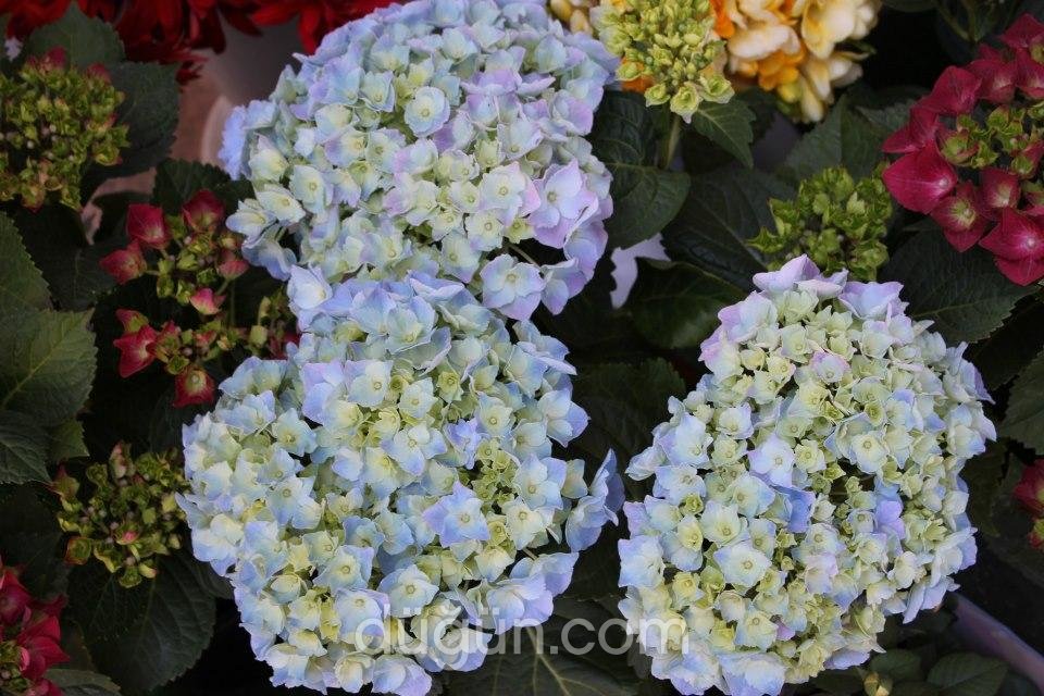 Ayaş Demir Çiçek Evi