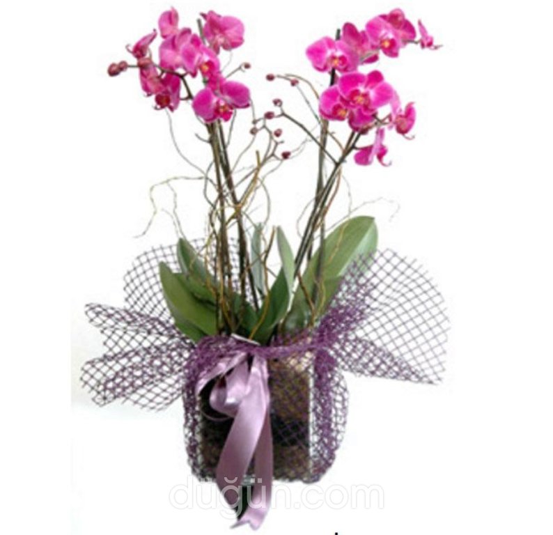 Lady Carmen Çiçekçilik