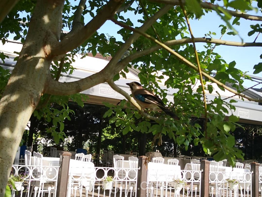 Anadolu Et Kır Bahçesi Fiyatları Kır Düğünü Bursa