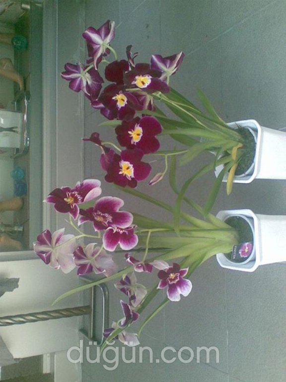 Tropikal Çiçekçilik