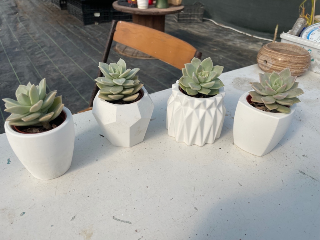 Succart Succulent