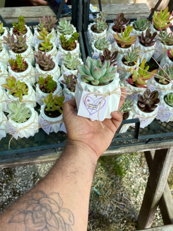 Succart Succulent