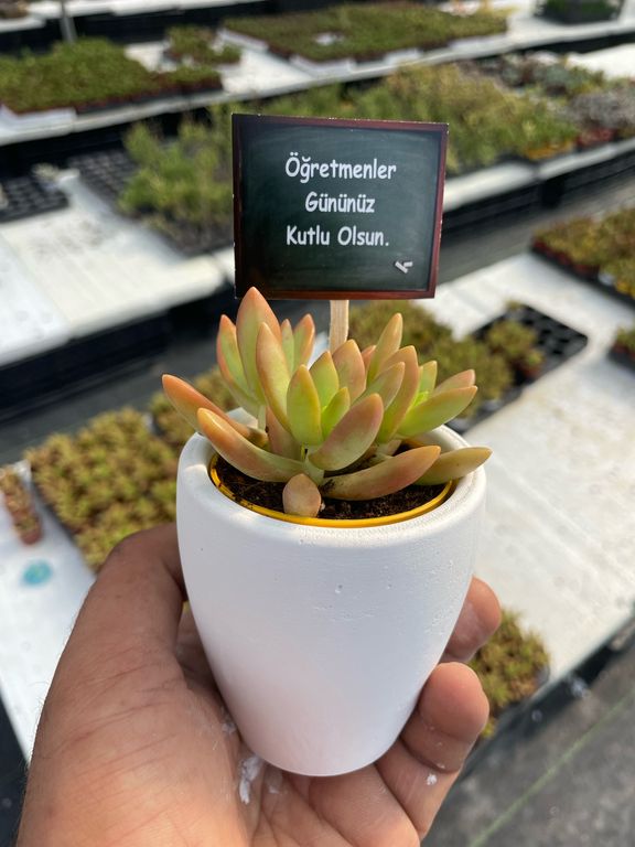 Succart Succulent