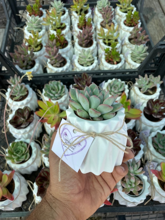 Succart Succulent