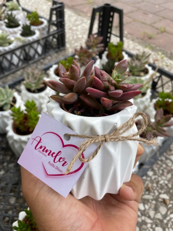 Succart Succulent