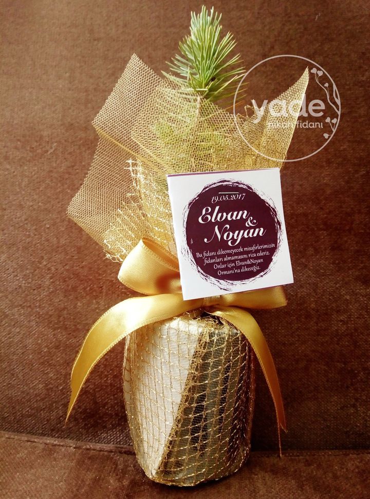 Fiyonklu Nikah Fidanı