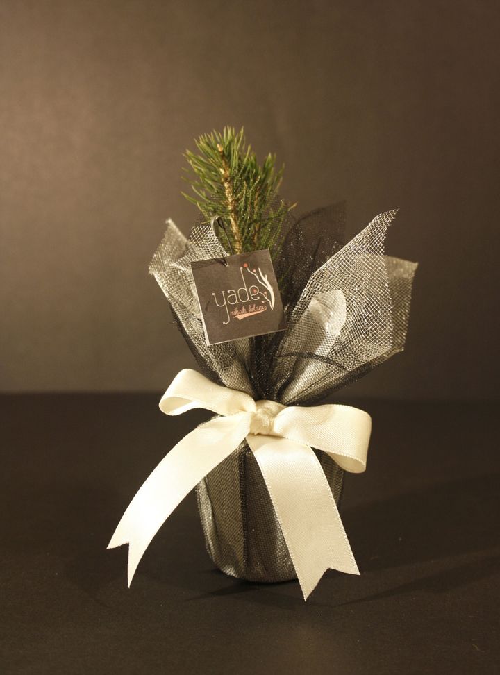 Kurdeleli Nikah Fidanı