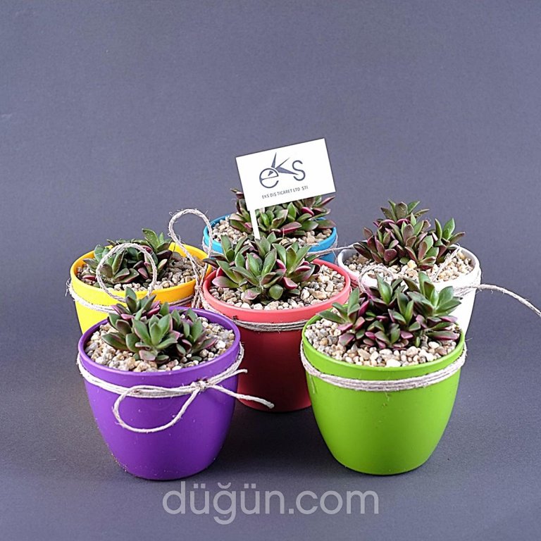 Şeyma Çiçekçilik Ve Nikah Şekeri