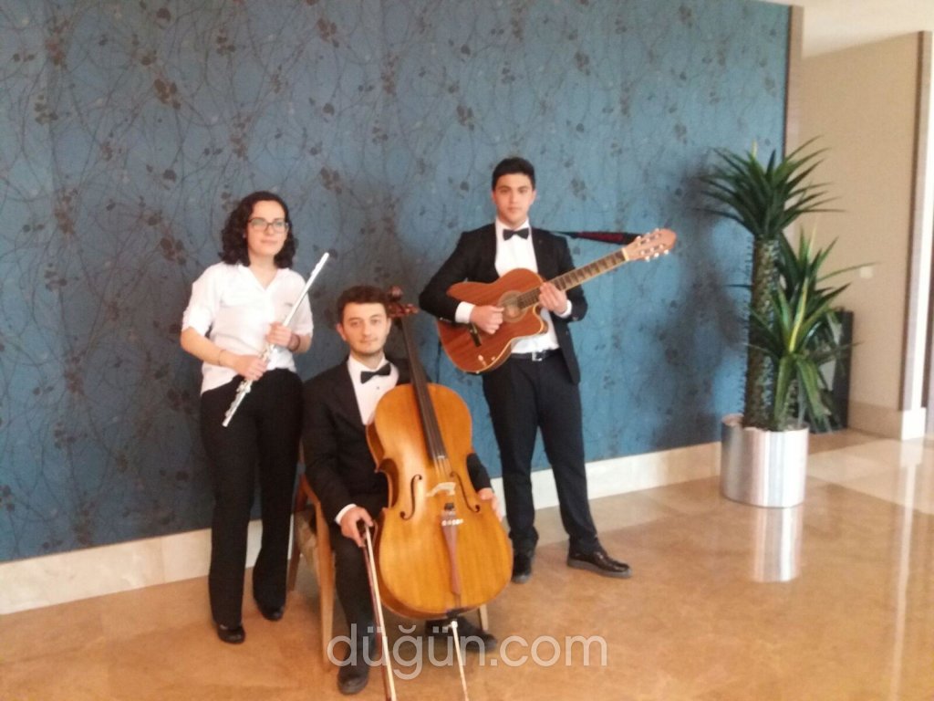 Ms Müzik Organizasyon