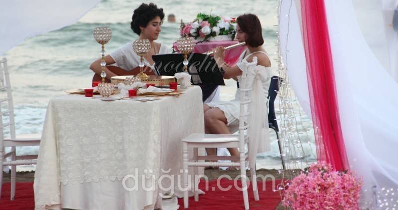 Modelite Organizasyon