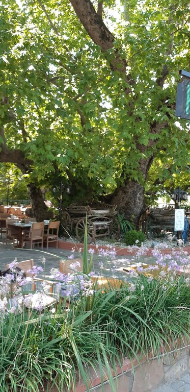 Tarihi Çınaraltı Restaurant