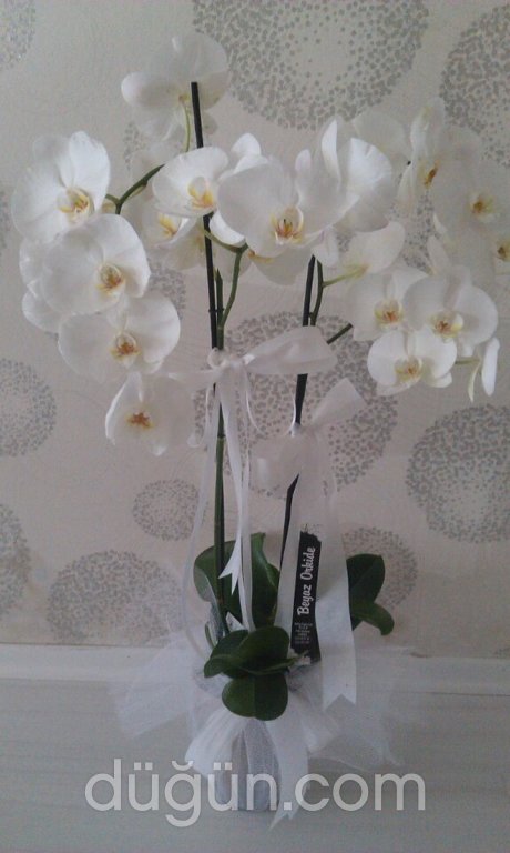 Beyaz Orkide Çiçekcilik