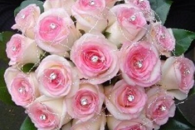 İncimiz Çiçekliği