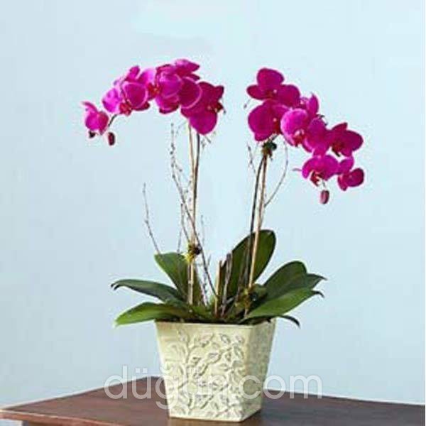 Dünya Çiçekçilik