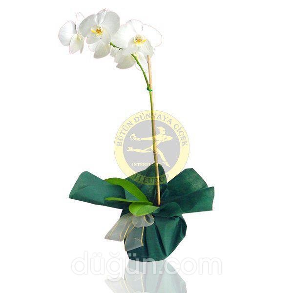 Dünya Çiçekçilik