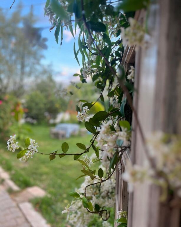 Miray Kır Düğünü