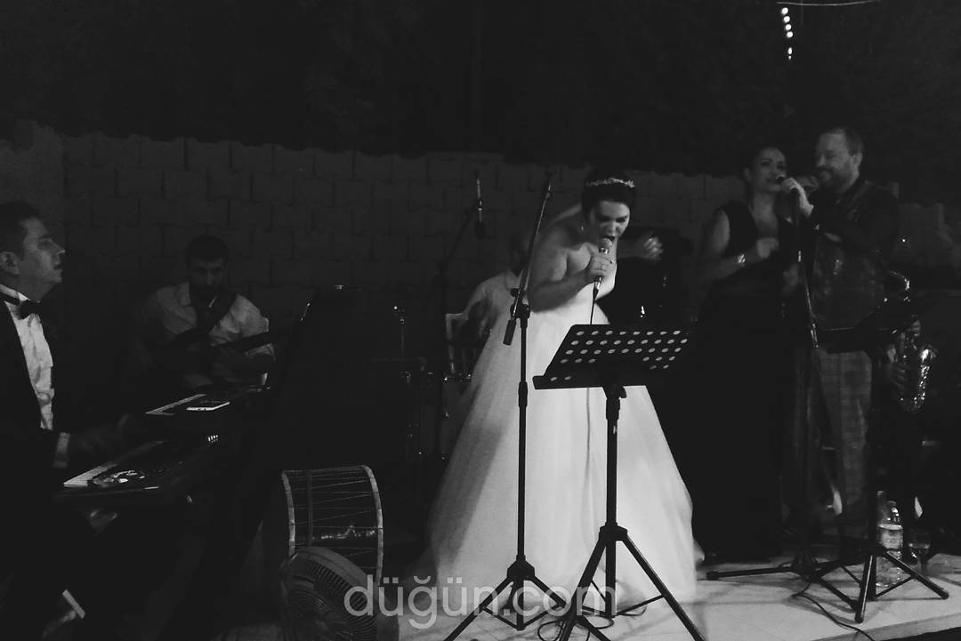 Zeytin Ajans & Organizasyon