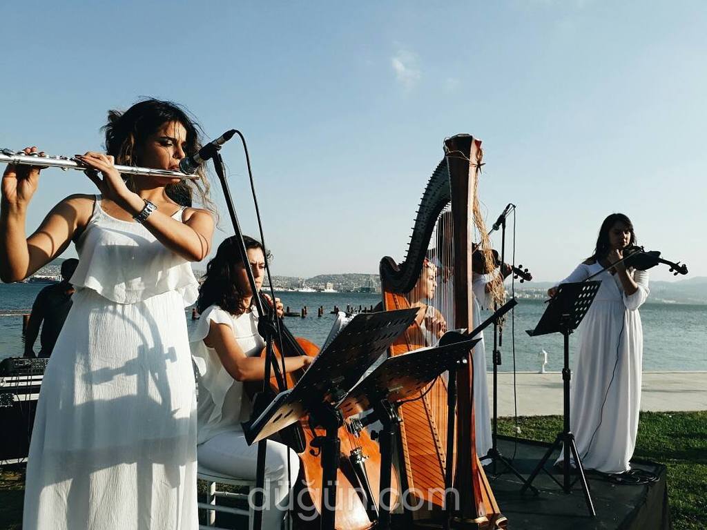 Zeytin Ajans & Organizasyon