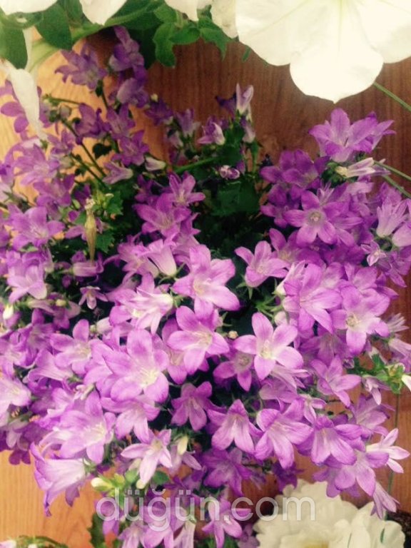 Mevsim Çiçekçilik