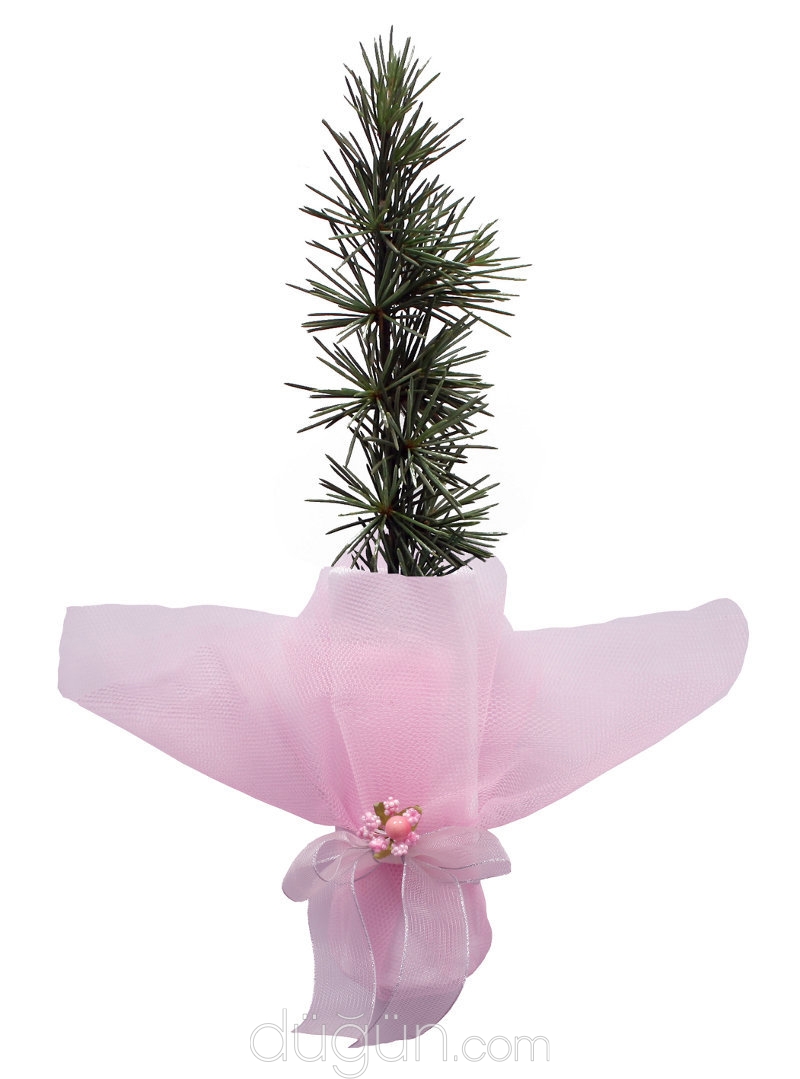 Ada Nikah Fidanları