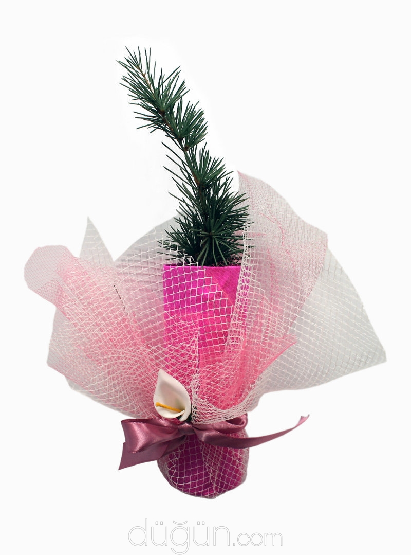 Ada Nikah Fidanları