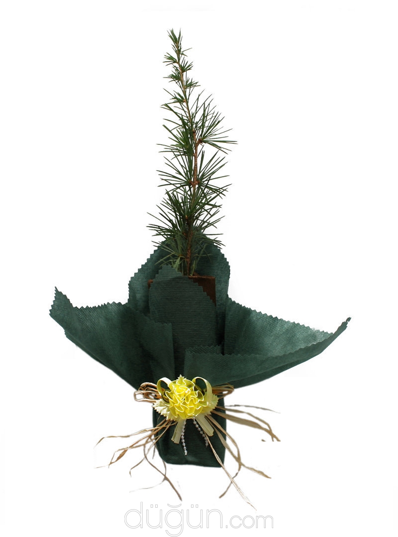 Ada Nikah Fidanları