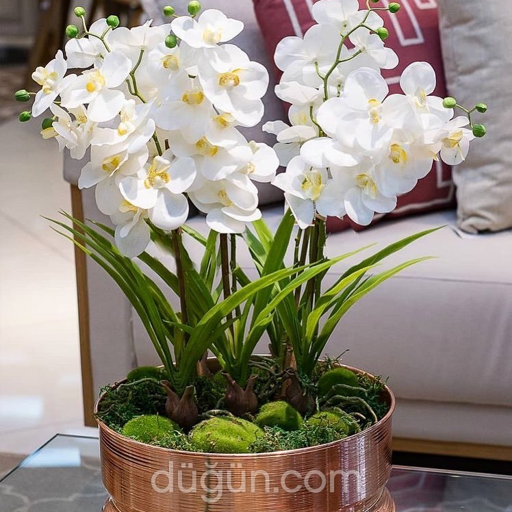 Serenat Flowers & Event