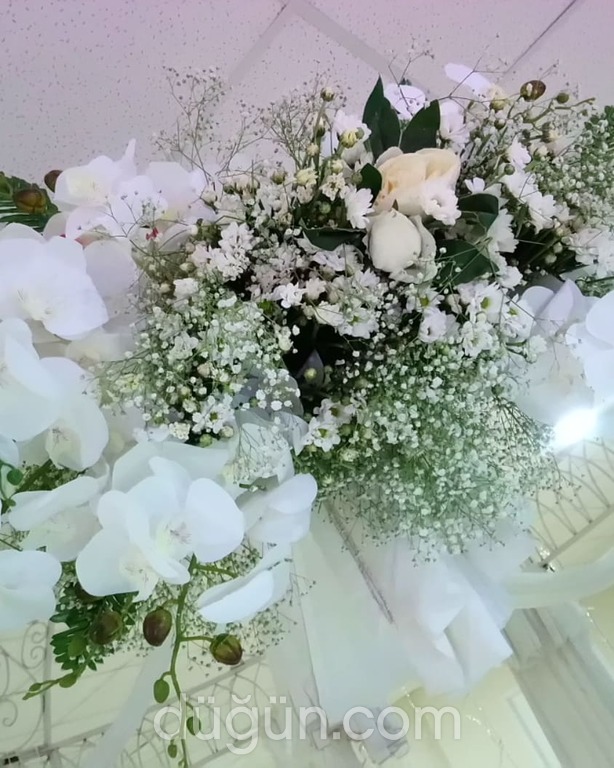 S-rat Professional Editions