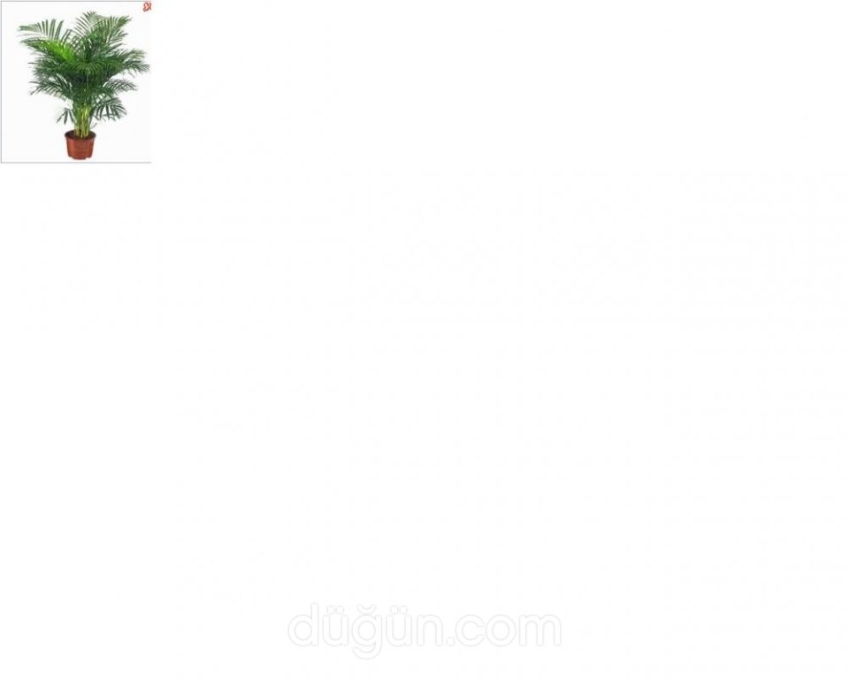 Anthrium Çiçekçilik Ve Organizasyon