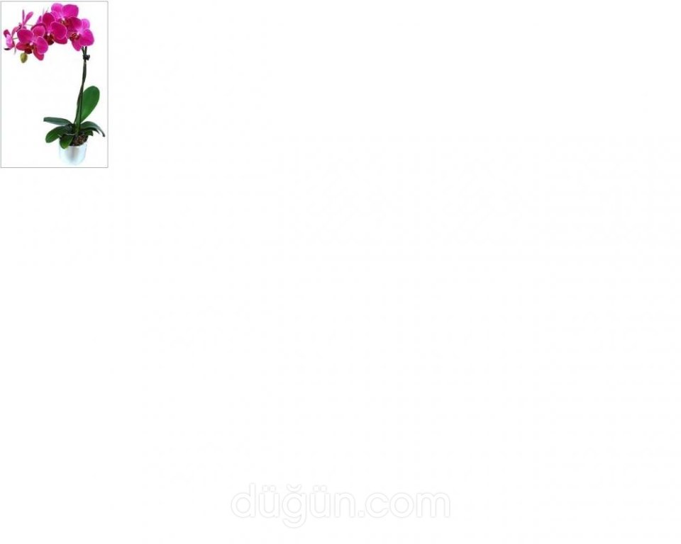 Anthrium Çiçekçilik Ve Organizasyon