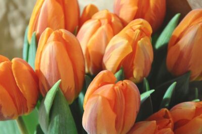 Göksallar Çiçekçilik